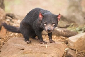 Australien, das Land der Beuteltiere