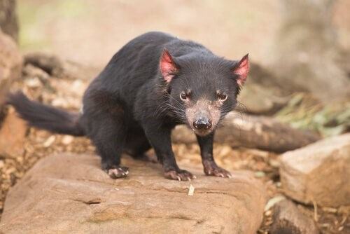 Australien, das Land der Beuteltiere