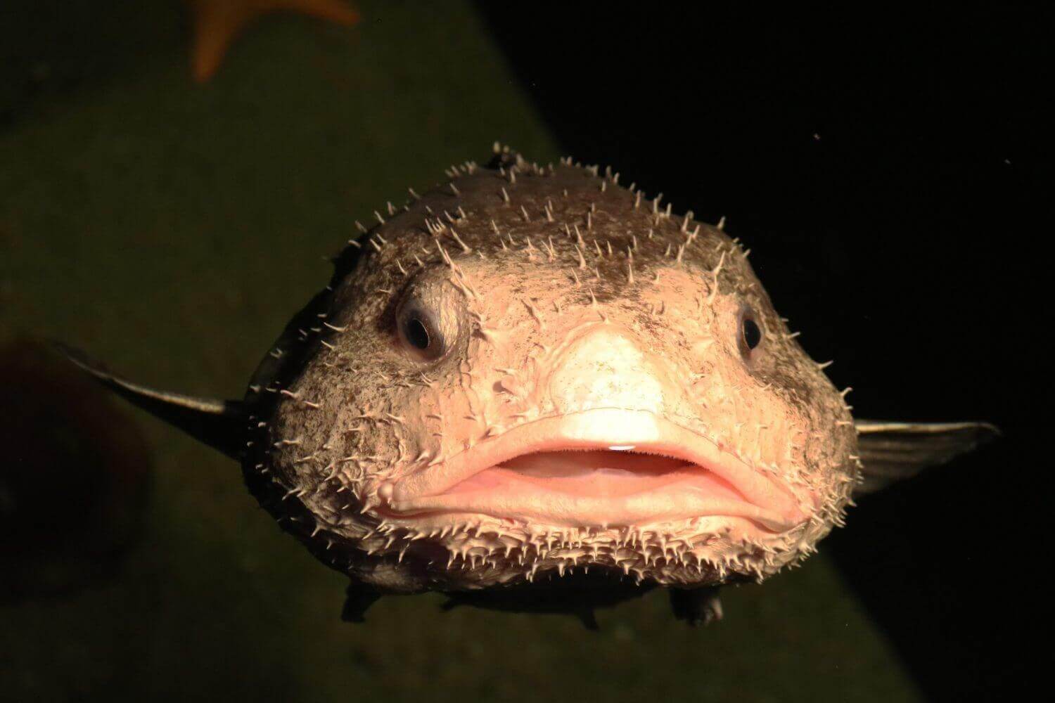 Fisch blobb ‎Blobfish Evolution