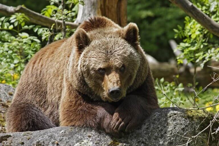 Wie Viel Wiegt Ein Grizzlybär