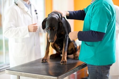Chemotherapie bei Hunden