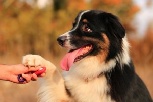Clickertraining: Wie geht das?