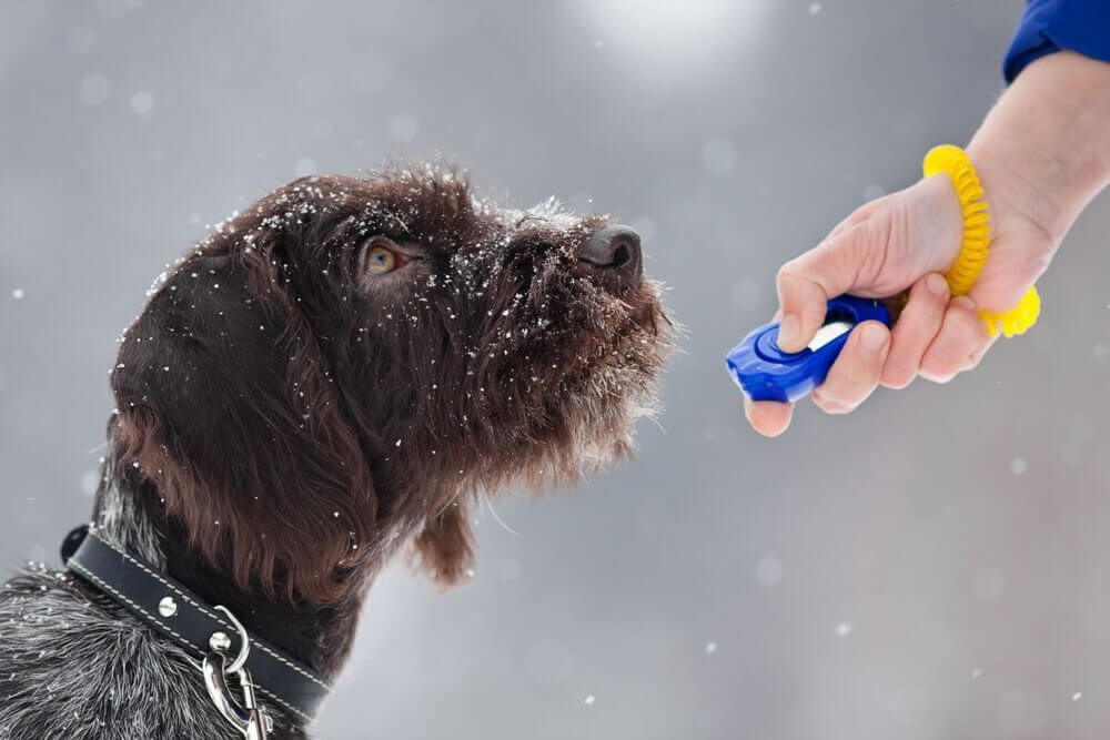 Clicker-Hund
