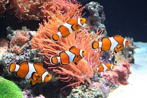 Clownfische-Anemone