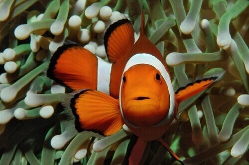 Warum sind Clownfische orange?