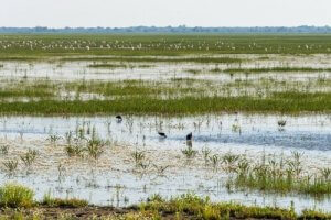 Die Fauna eines charmanten Ortes: Coto de Doñana
