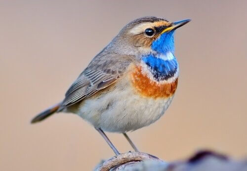 Das Blaukehlchen: Eigenschaften dieses wundervollen Vogels