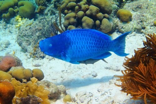 Interessantes über den blauen Papageifisch