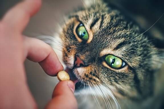 Wie gibt man einer Katze eine Pille?