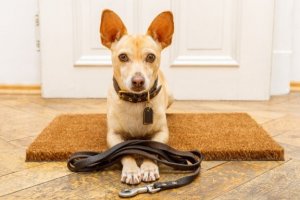 7 Fehler bei der Erziehung von Hunden
