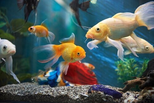 Fische