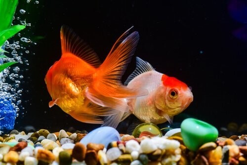 Goldfisch-Aquarium