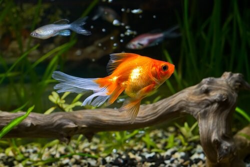 Goldfische: Pflege und Krankheiten