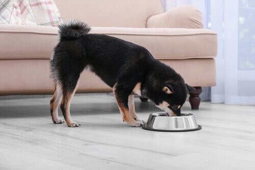 Hund