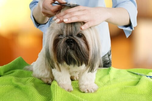 Kosmetik bei Hunden: Friseur