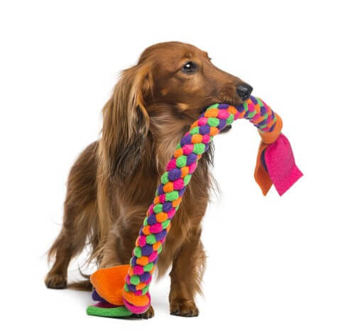 Hund-Beißspielzeug