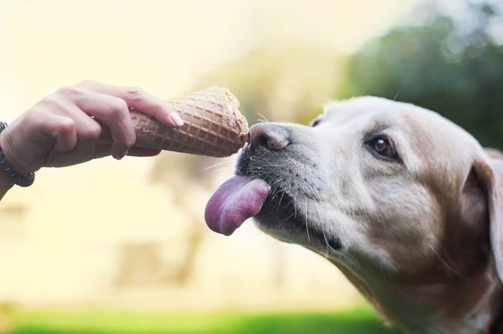 Hund isst Eis