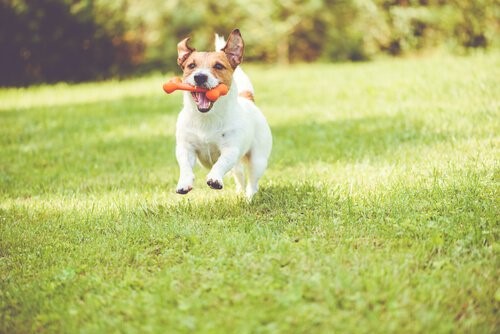 Hund-mit-Knochen