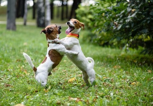 Begrüßung unter zwei Hunden