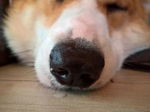 Hundestaupe: Symptome, Behandlung und Ansteckung