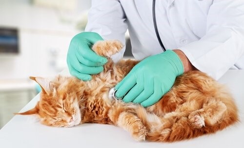 Hypertrophe Kardiomyopathie bei Katzen: Behandlungen und Pflege