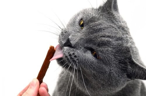 Katze
