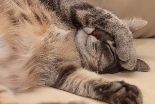 Katze