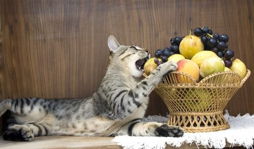 Welche Früchte für Katzen - Apfel