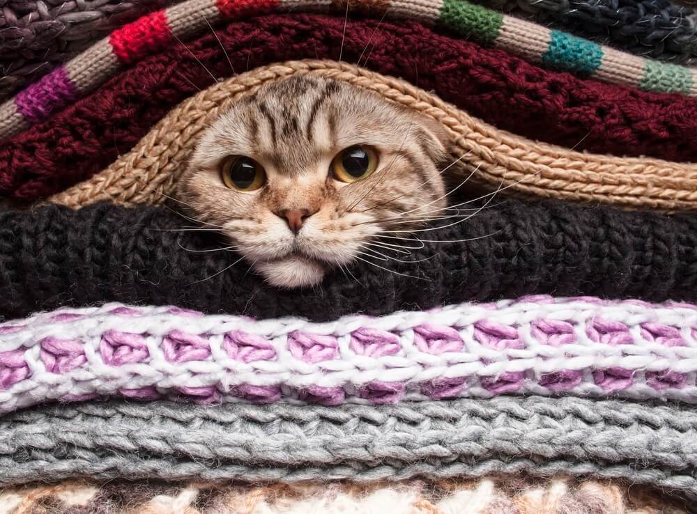 Katze-Decken