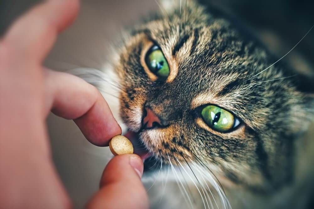 Katze-Pille
