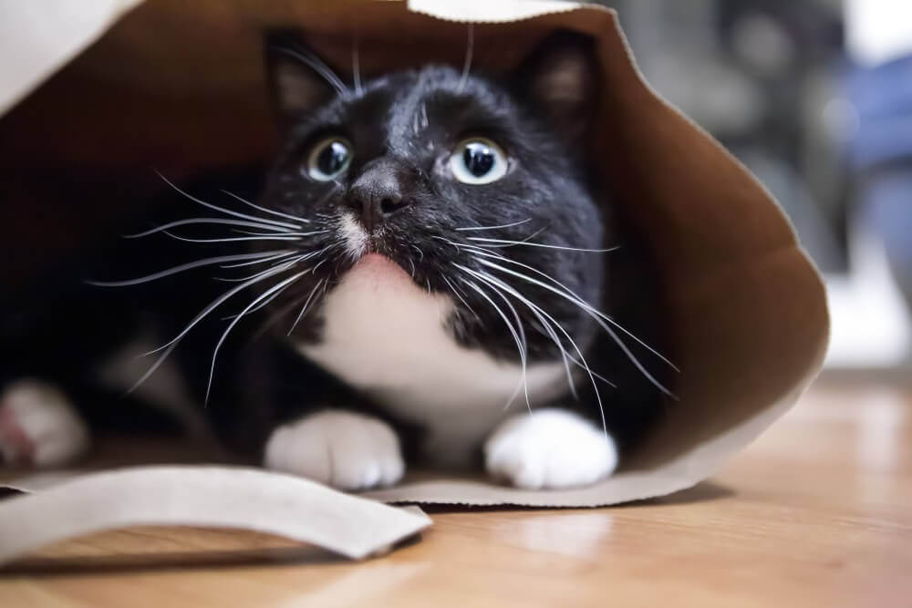 Katze-Tüte