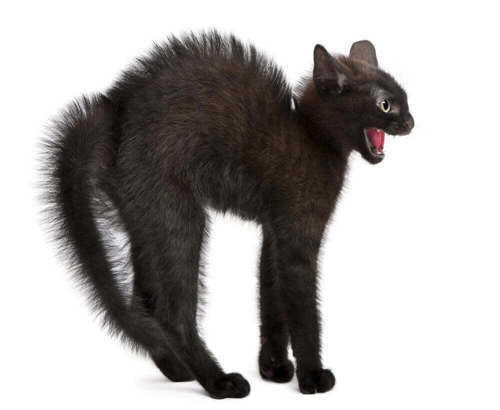 Katze-aggressiv