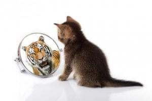 Was haben Katzen und Tiger gemeinsam