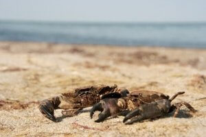 Unterschiede zwischen Krabben und Krebsen