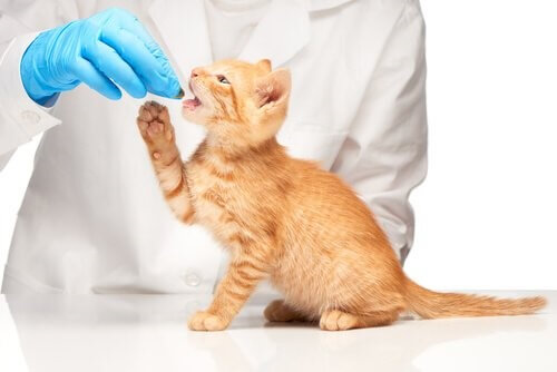 Kätzchen-Tierarzt