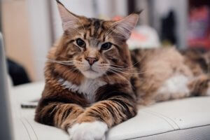 Maine Coon Katzen: Eigenschaften und Pflege