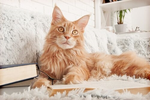 Main-Coon-beige