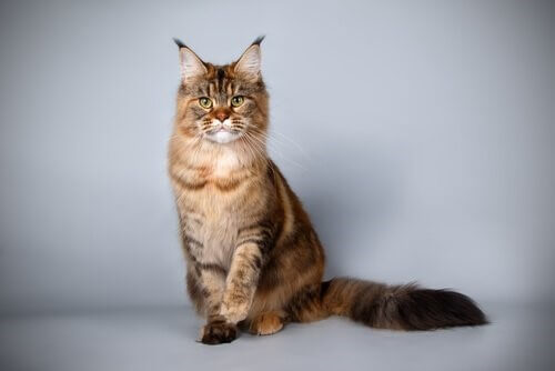 Main Coon