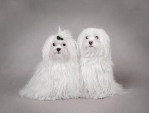 Malteser-Hunde