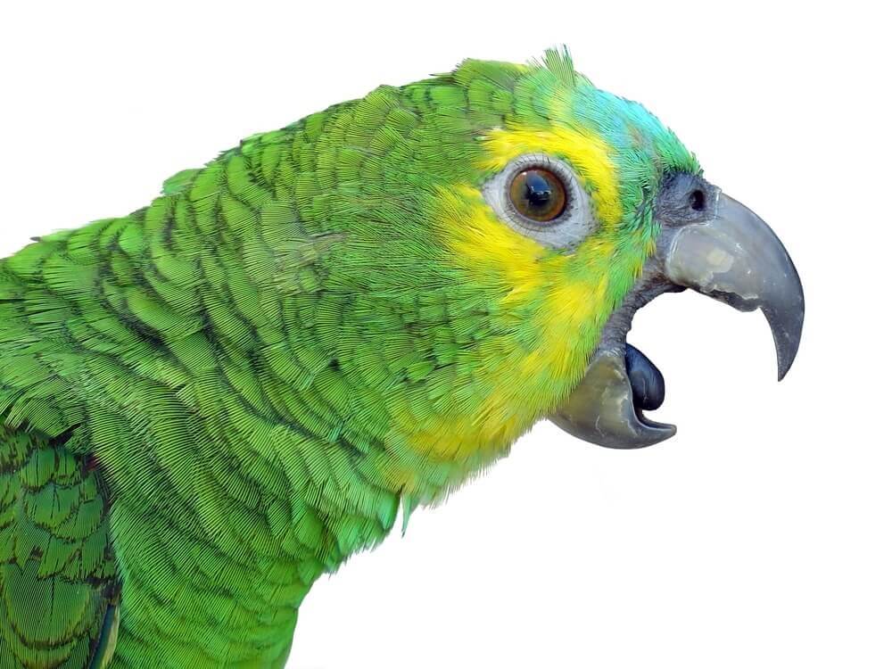 Papagei-grün