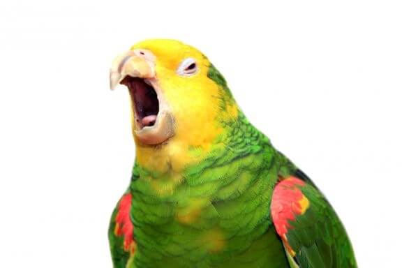 Verstehen Papageien was sie sagen?