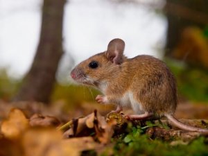 Pheromone: die chemische Sprache der Tiere