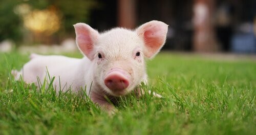 Die Domestizierung der Schweine