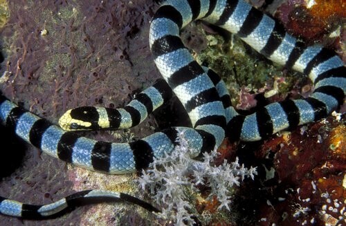Seeschlange, eine der giftigsten Schlangen der Welt