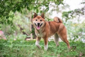 Shiba: Pflege und Ernährung