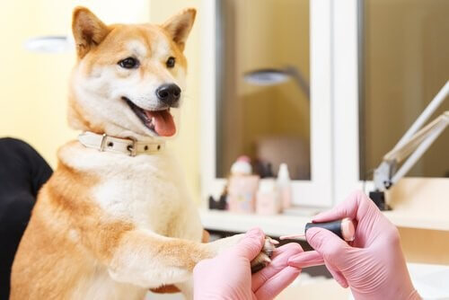 Shiba Inu