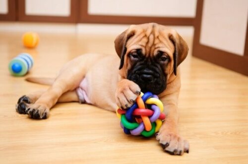 Spiele, die du mit deinem Hund zu Hause spielen kannst