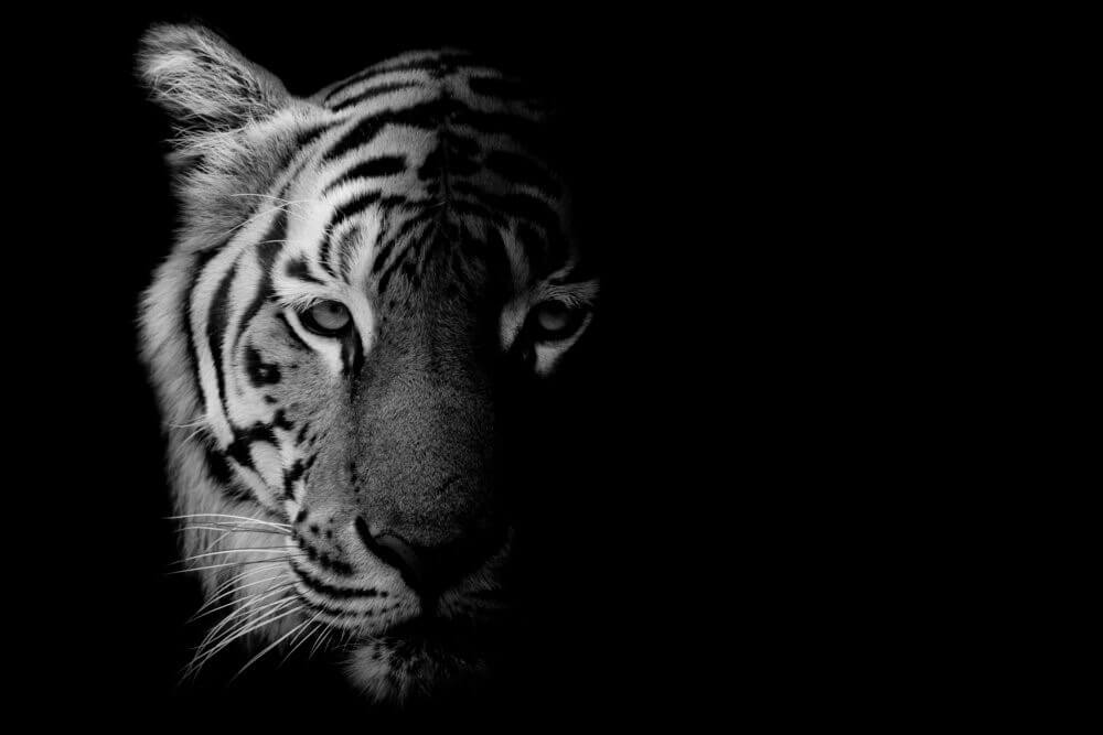 Tiger-schwarz-weiss