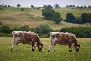 Klonen von Tieren: Vor- und Nachteile