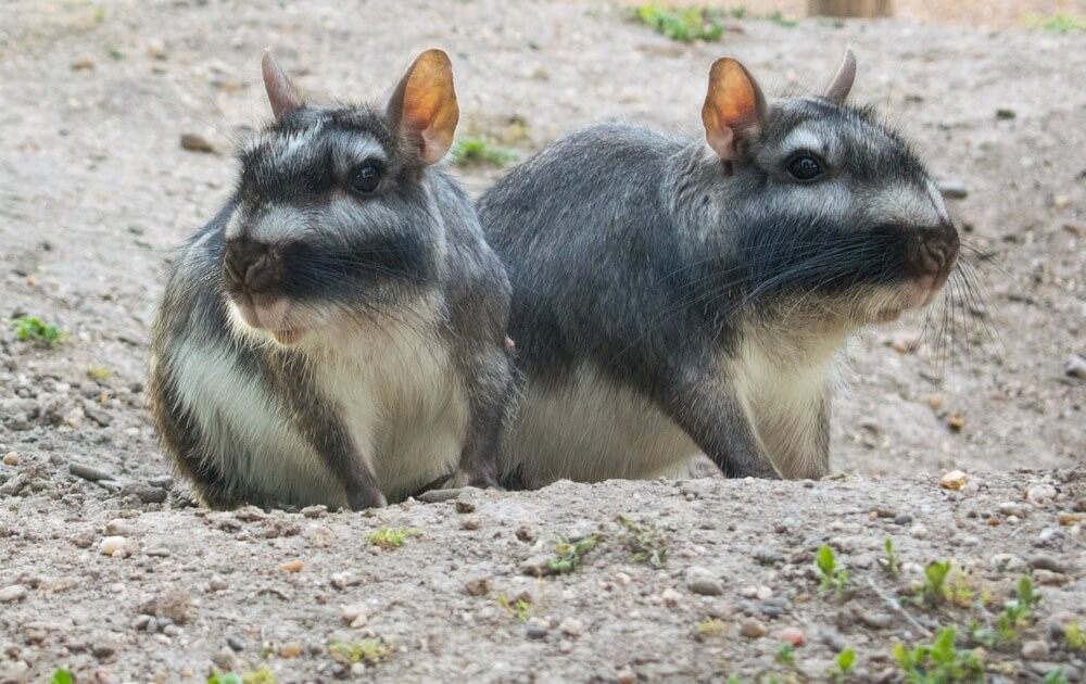 Viscacha: südamerikanische Nagetiere - Deine Tiere